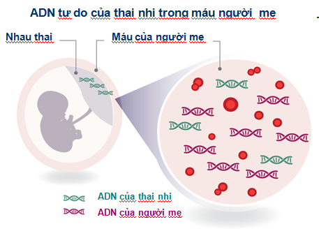 xet-nghiem-adn-thai-nhi-khong-xam-lan-tai-da-nang