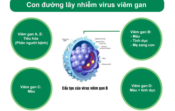 Con đường lây nhiễm viêm gan e